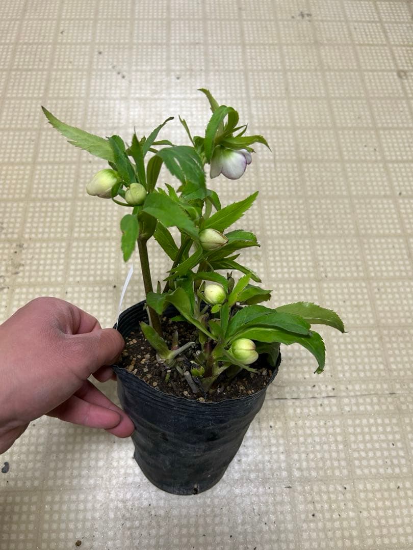 ホワイトアフロディーテ 加藤農園 クリスマスローズ 同梱可能