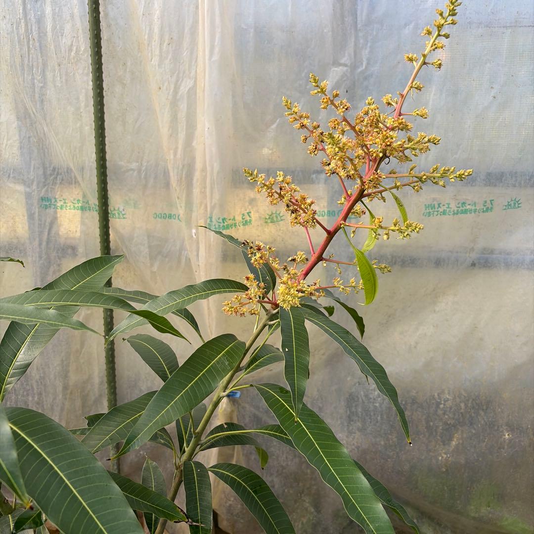 紅キンコウ　マンゴー苗　花芽付き　10号サイズ