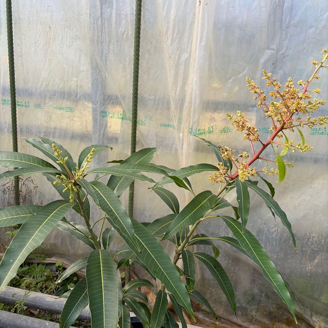 紅キンコウ　マンゴー苗　花芽付き　10号サイズ