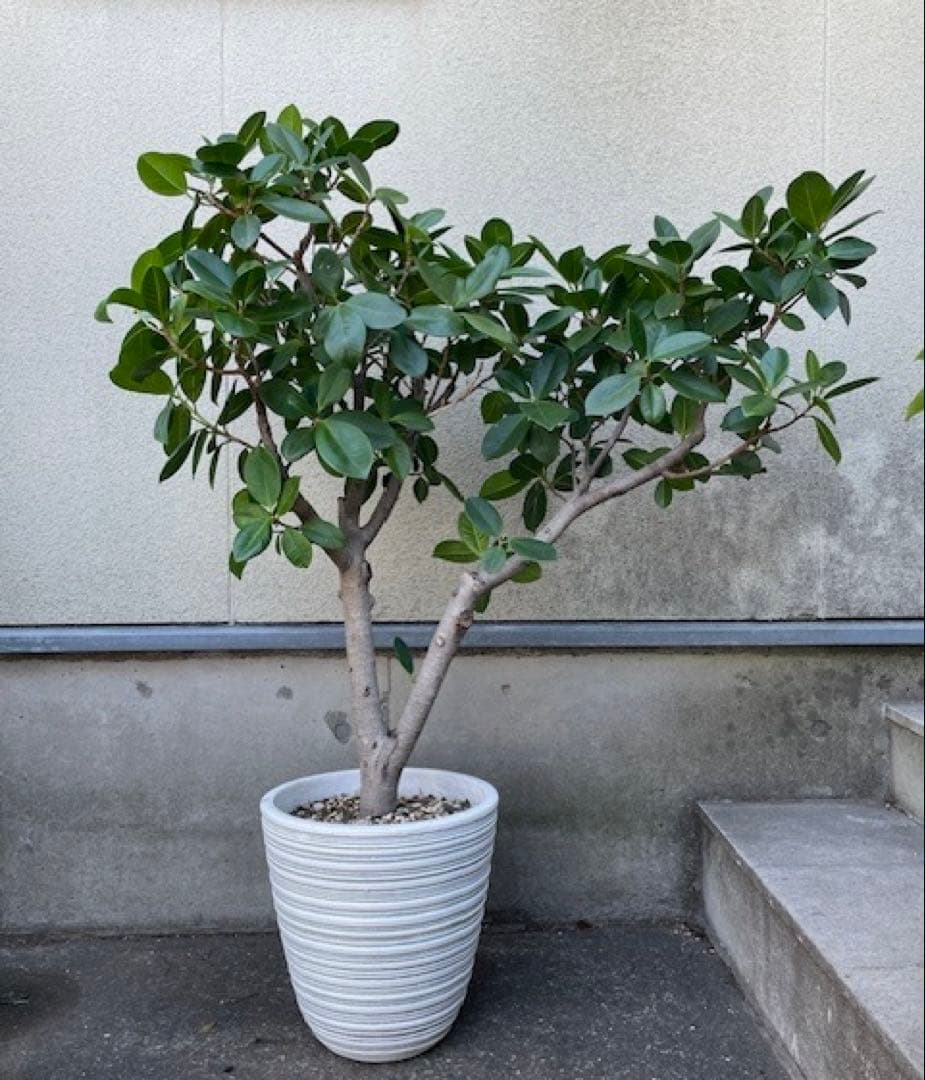 直接引取◾️フィカス・レツーサ　ジャンボリーフ ガジュマル観葉植物 120cm