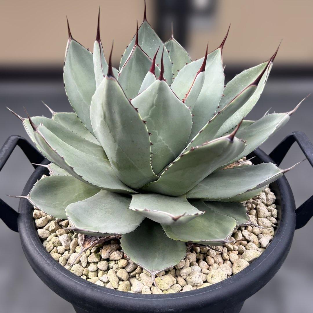 アガベ　パリートランカータ　中株