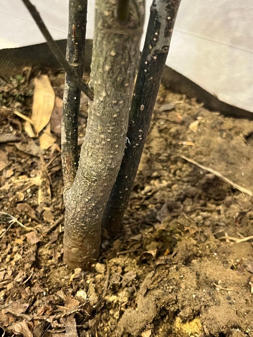 山採り天然　クロモジ　2