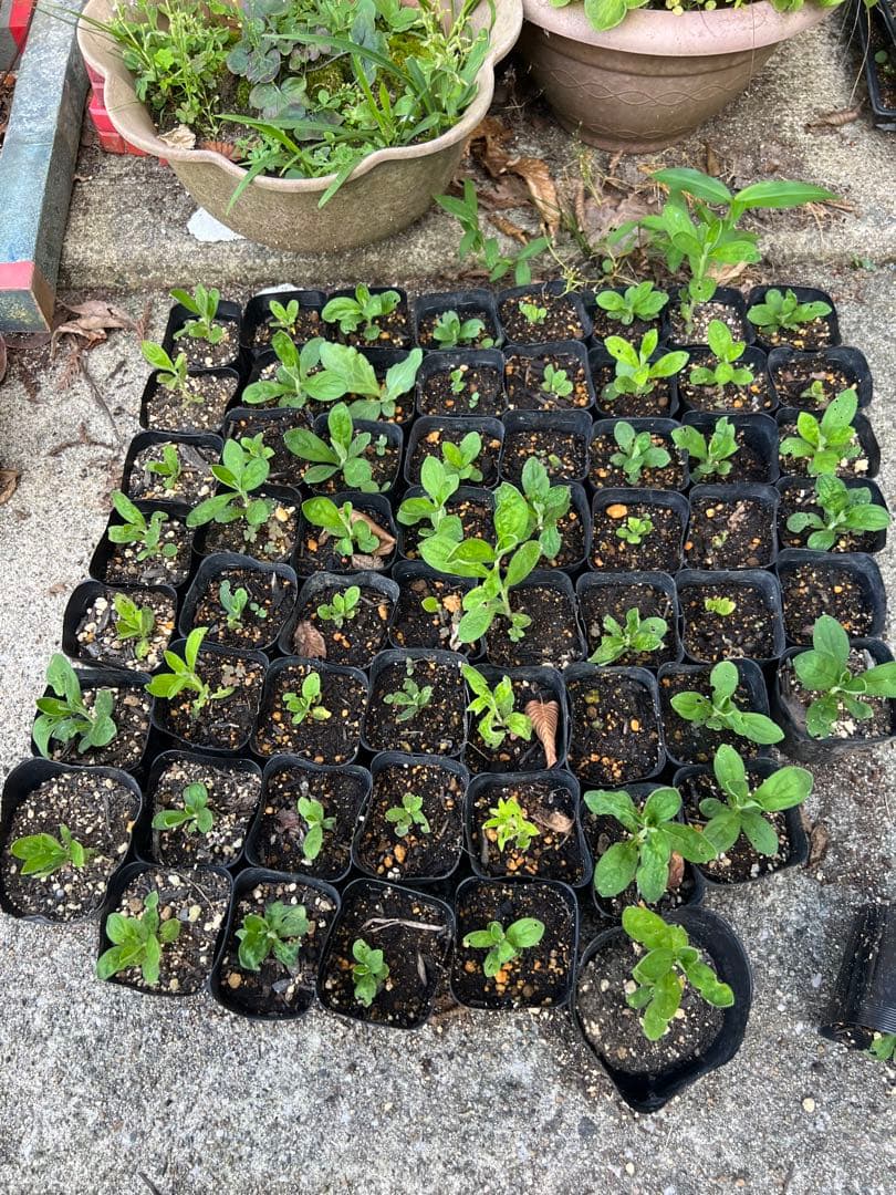 奥能登育ち　紫根　種　40粒＋　絶滅危惧種　染色