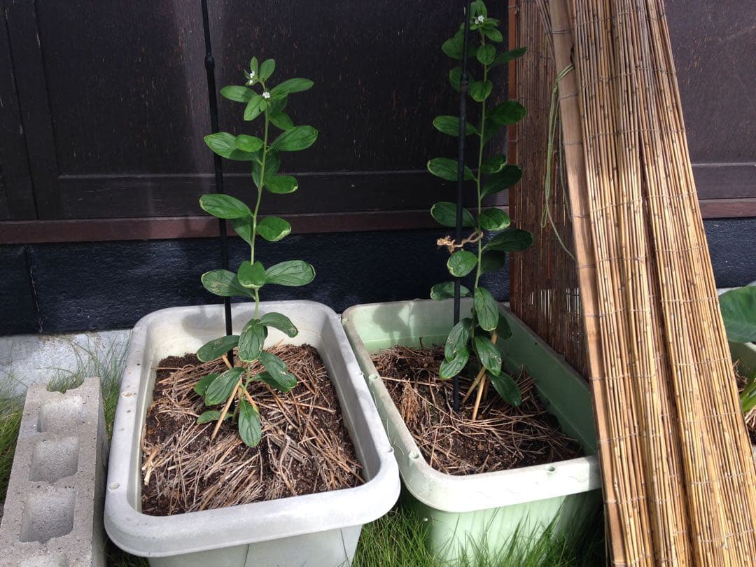 奥能登育ち　紫根　種　40粒＋　絶滅危惧種　染色