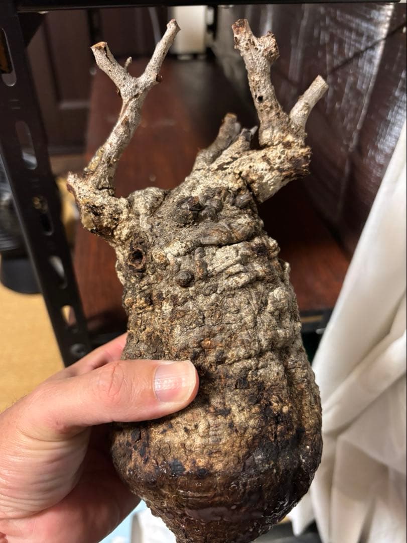 良型‼️ 塊根植物　オペルクリカリア　パキプス　現地球　ベアルート　チャレンジ株