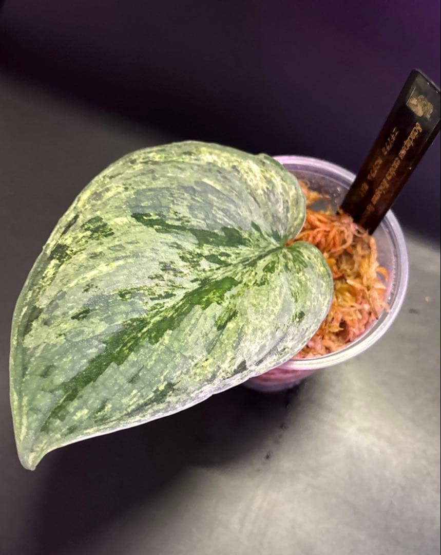 スキンダプサス　綺麗な斑入り　セットB2