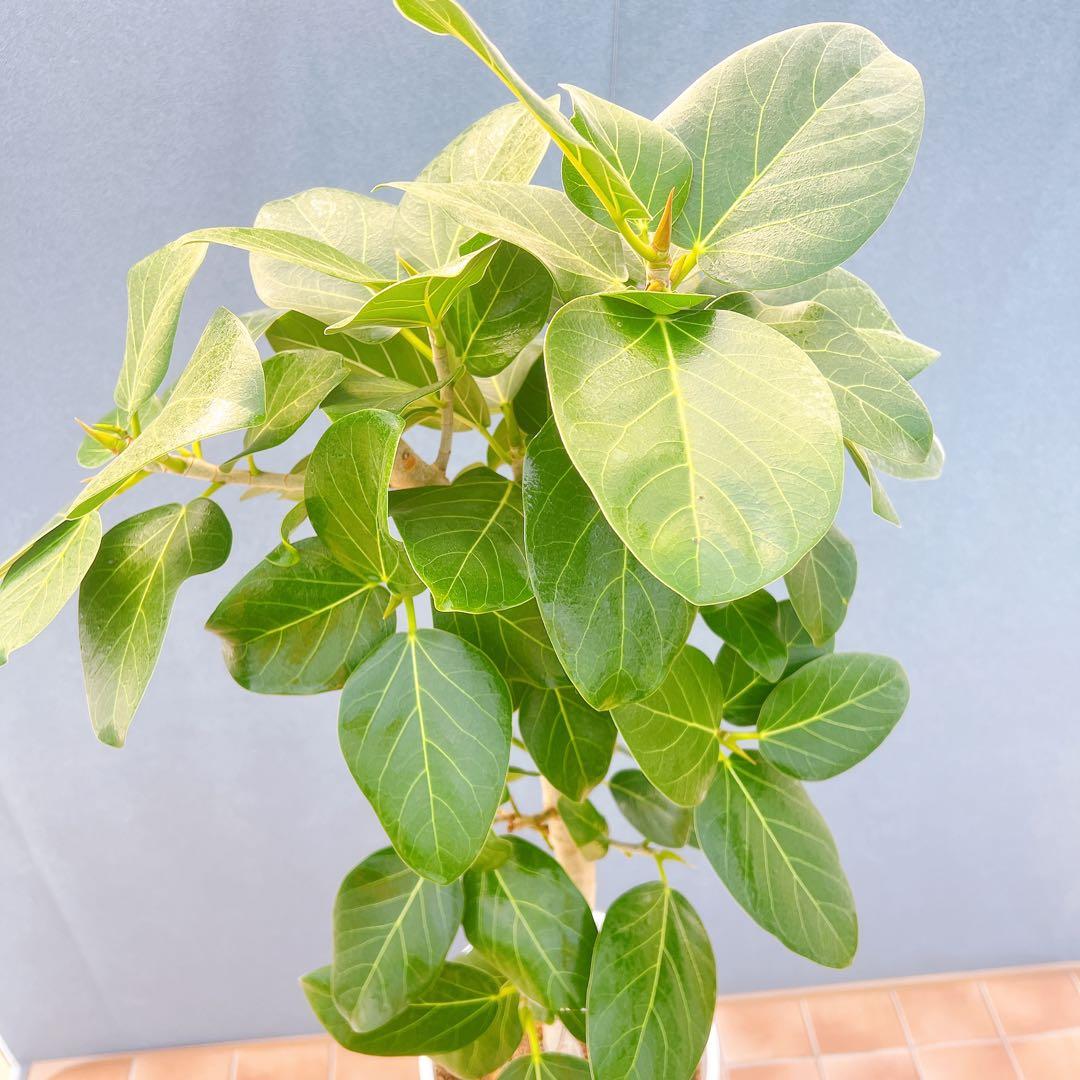 現品　フィカス　ゴムの木　ベンガレンシス　34番　インテリアグリーン　観葉植物
