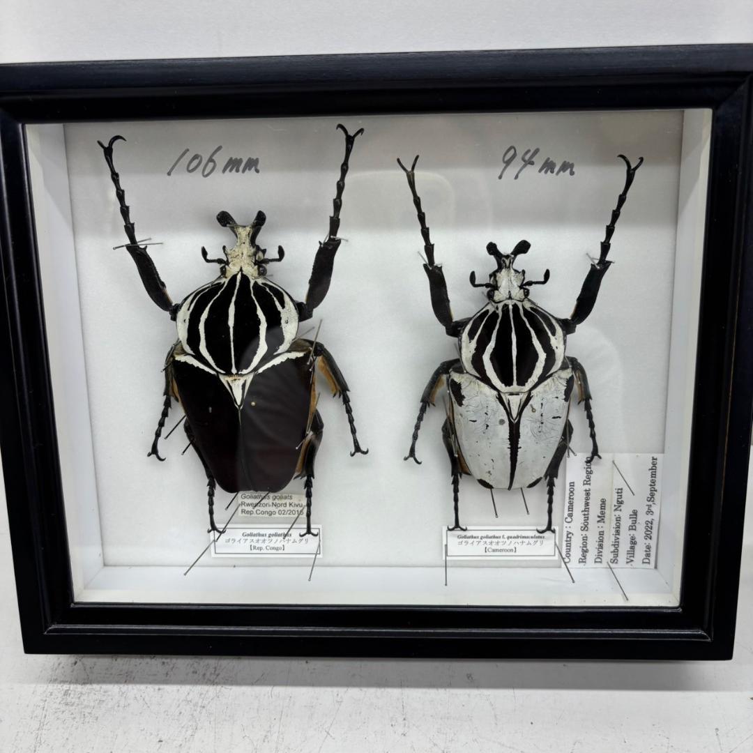 M◆ゴライアスオオツノハナムグリ　2頭　昆虫標本