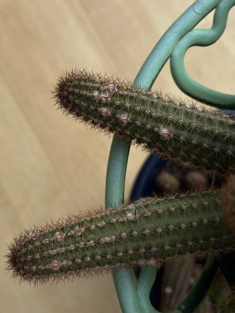 【つぼみ付き】多肉植物 花サボテン　白檀 トゥルーディ （袖ヶ浦接ぎ木）