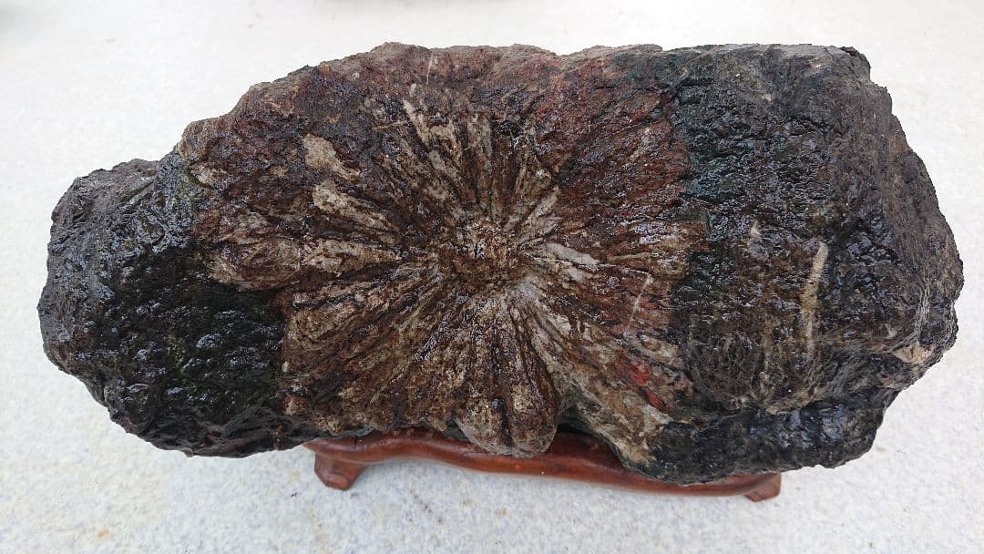 存在感抜群!!!!　菊花石　置物　骨董　インテリア