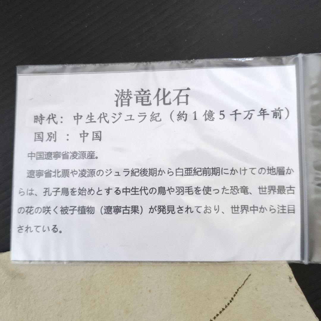 (希少)　ケイチョウサウルス化石　中国