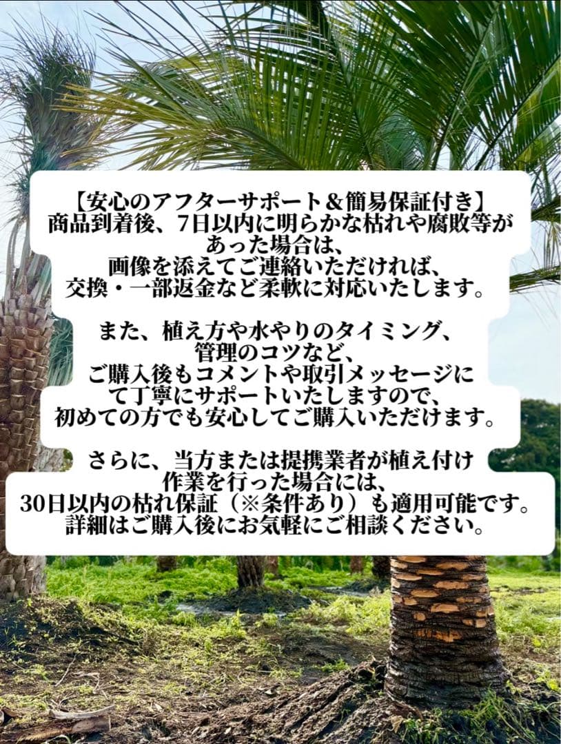 N*様 ココスヤシシルバーリーフ【極太】葉先130cm幹回り50cm 幹高15c