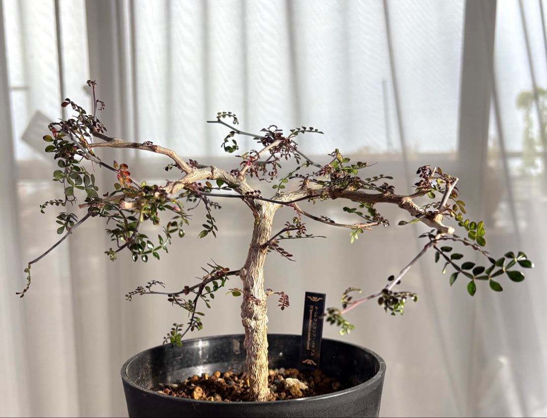 オペルクリカリアパキプス　【実生3年目】管理No.5