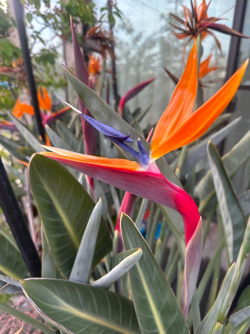 ストレリチア　オレンジプリンス　レギネー　極楽鳥花　ストレチア　沖縄　ハワイ