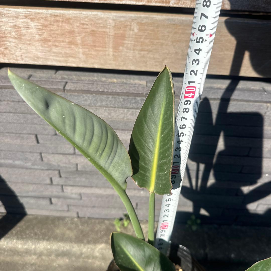 ストレリチア　オレンジプリンス　レギネー　極楽鳥花　ストレチア　沖縄　ハワイ