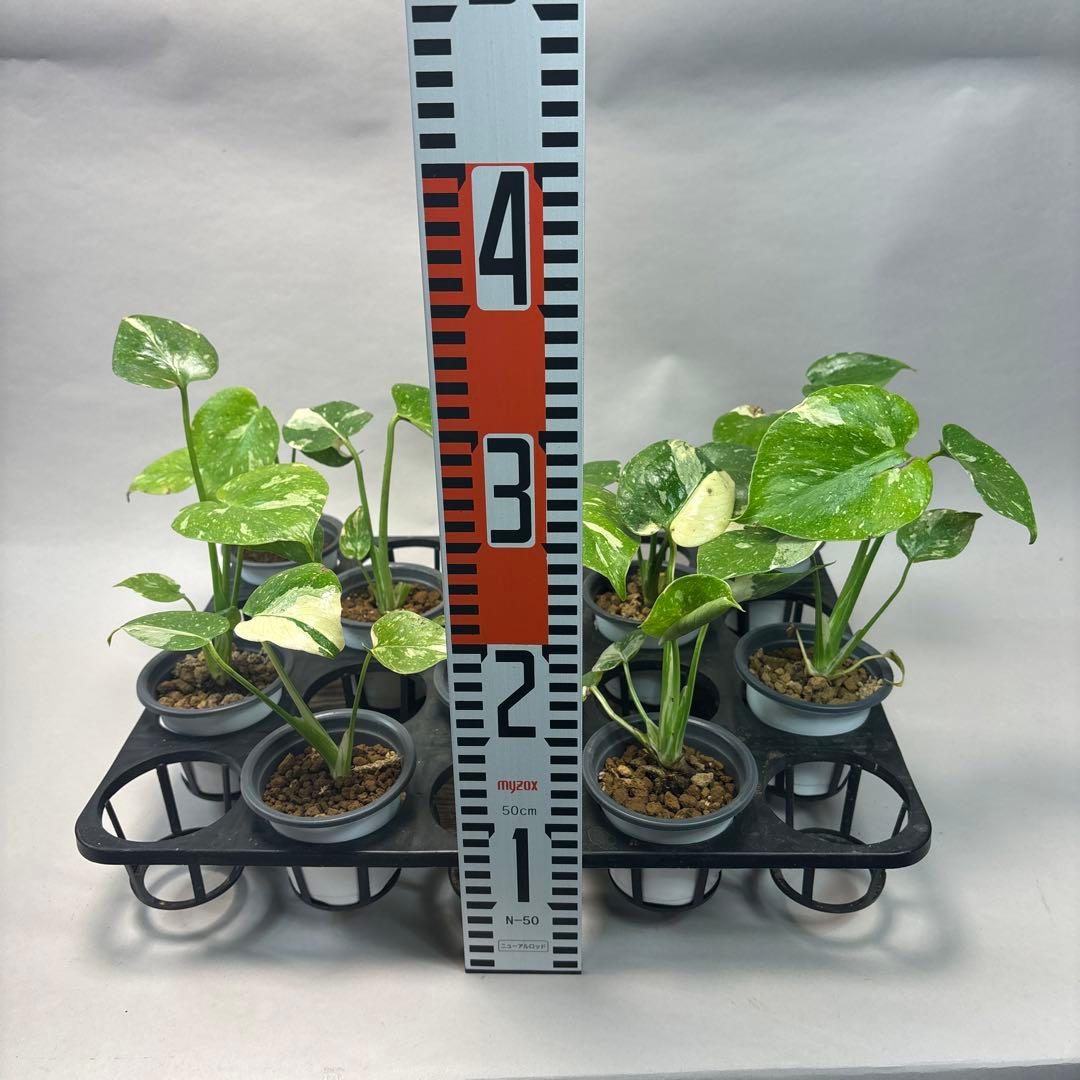 壱*）様 訳あり10株セットms75【特別選抜】モンステラ・タイコンステレーショ