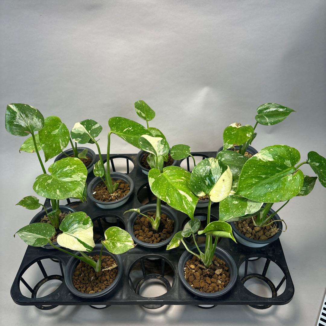 壱*）様 訳あり10株セットms75【特別選抜】モンステラ・タイコンステレーショ