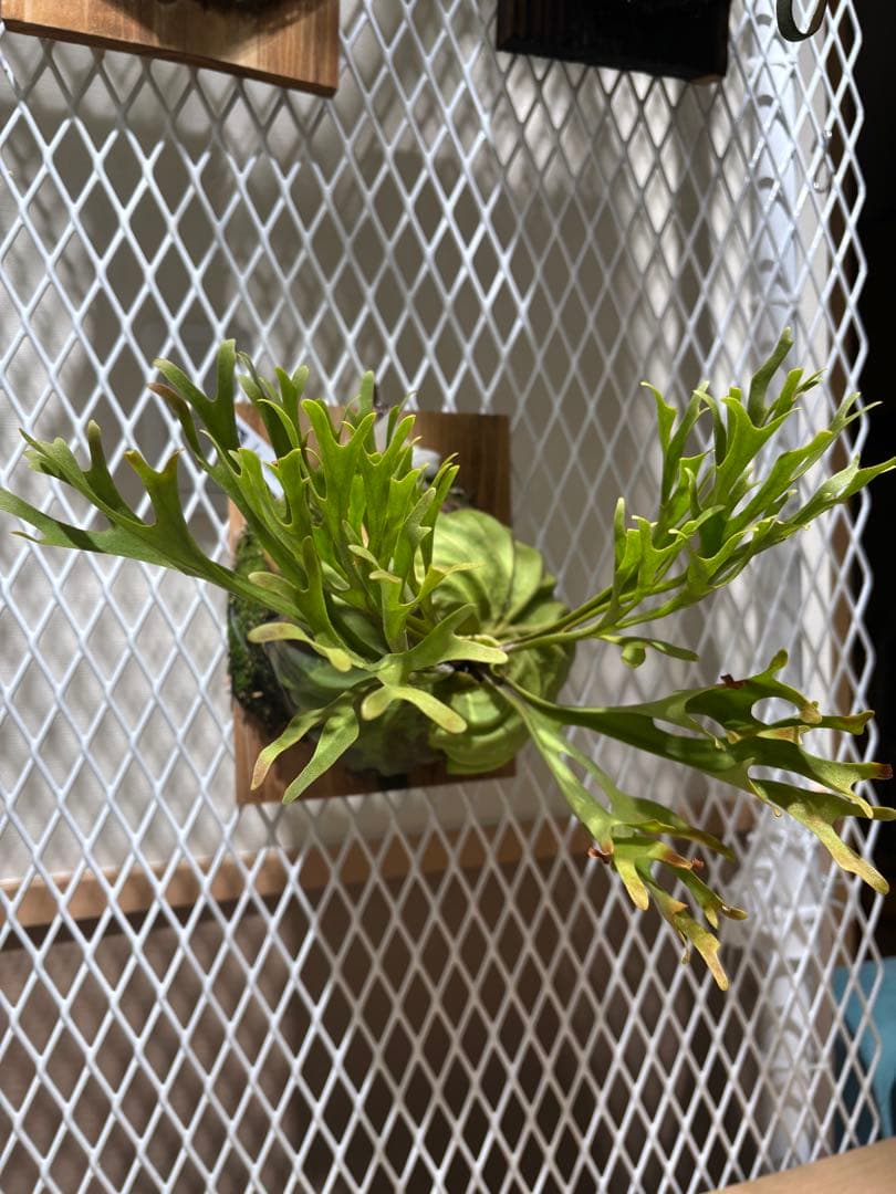 リドレイ　Platycerium ridleyi pakarang 親株サイズ