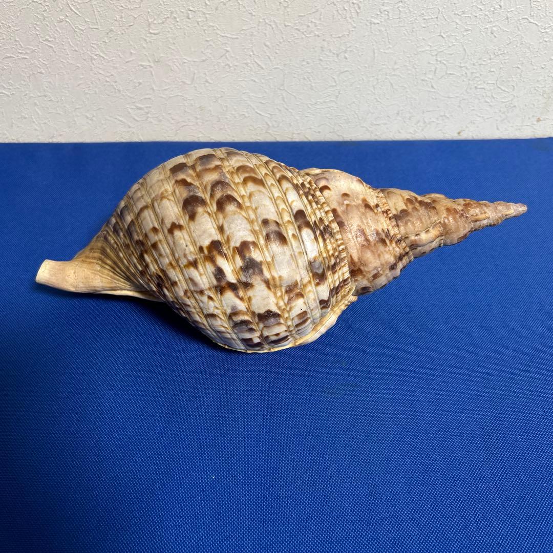 ホラ貝　33㎝　美品