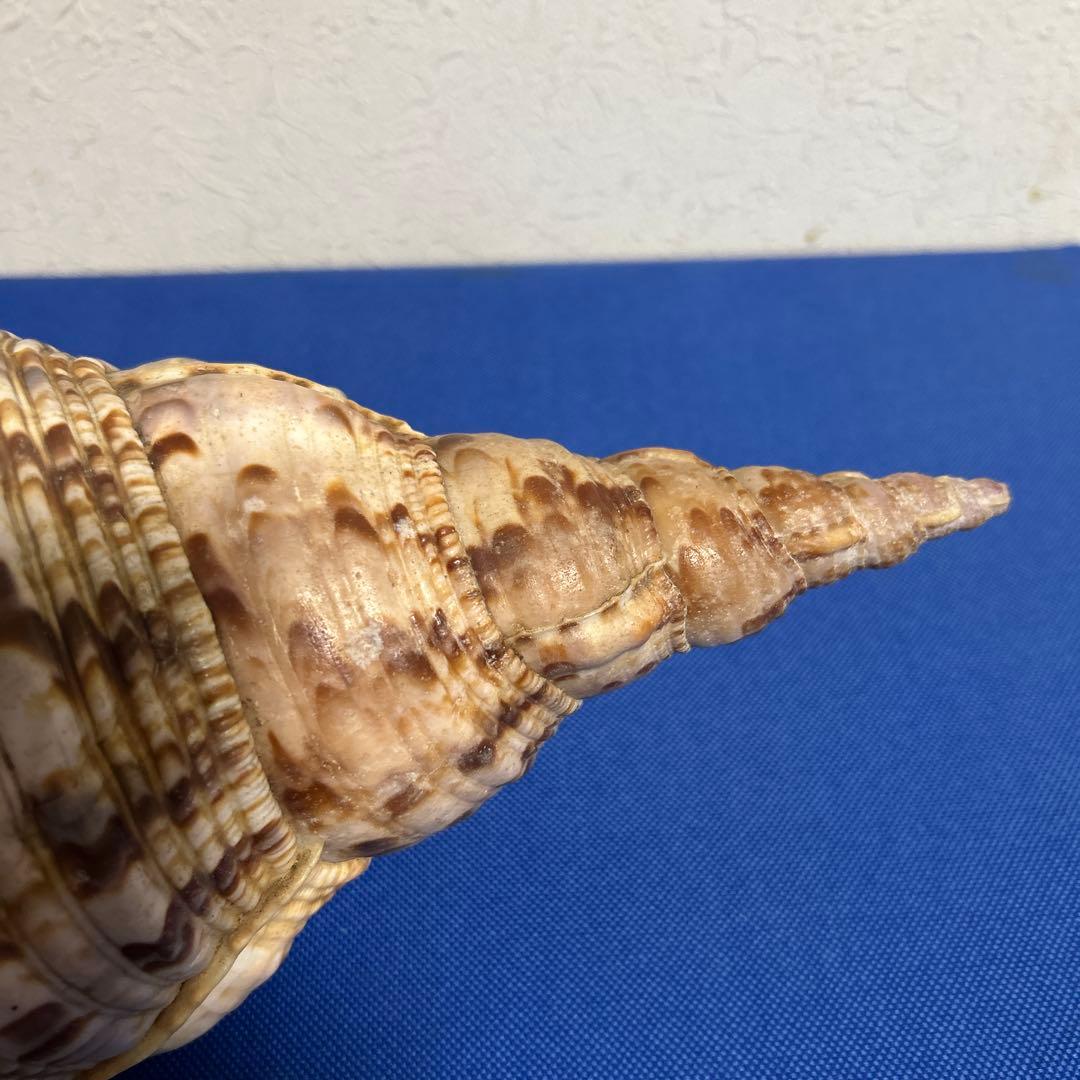 ホラ貝　33㎝　美品