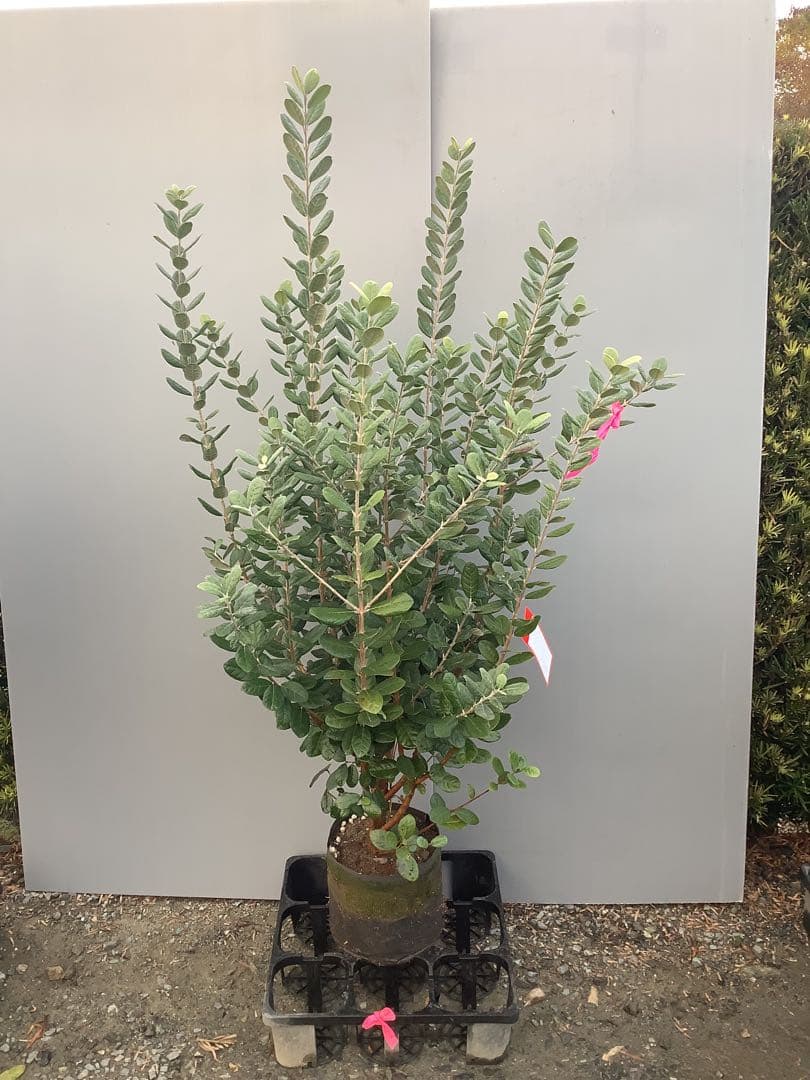 7-38果樹【★雪だるま★　フェイジョア】樹高約127cm【送料込み】