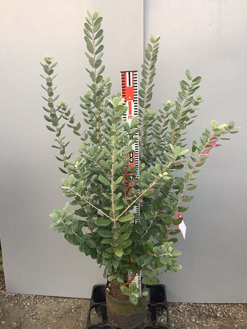 7-38果樹【★雪だるま★　フェイジョア】樹高約127cm【送料込み】