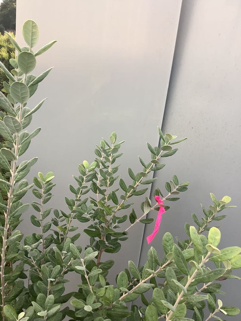 7-38果樹【★雪だるま★　フェイジョア】樹高約127cm【送料込み】