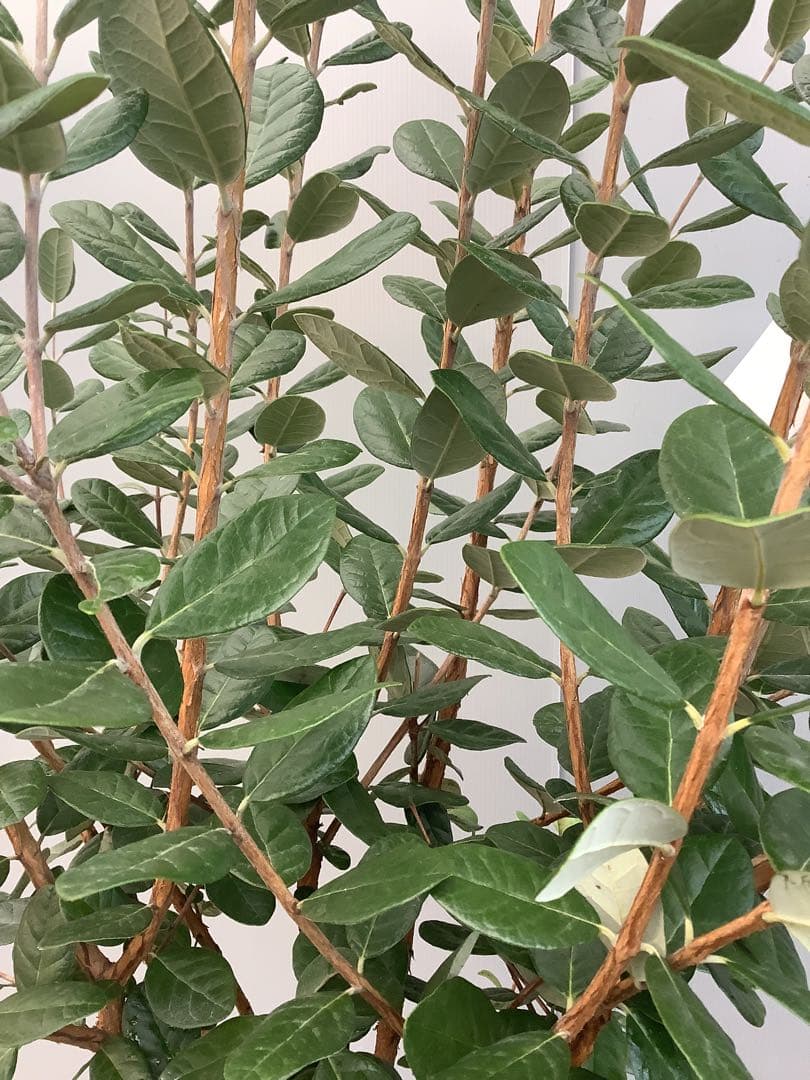 7-38果樹【★雪だるま★　フェイジョア】樹高約127cm【送料込み】