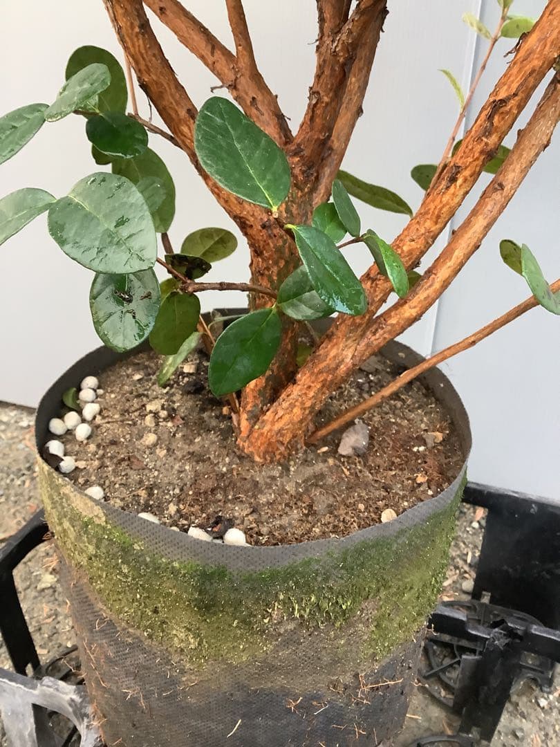 7-38果樹【★雪だるま★　フェイジョア】樹高約127cm【送料込み】