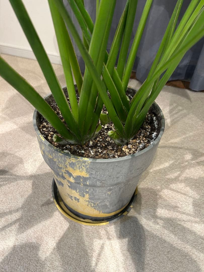 ラヴェナラ×アーバンプランツポット8号