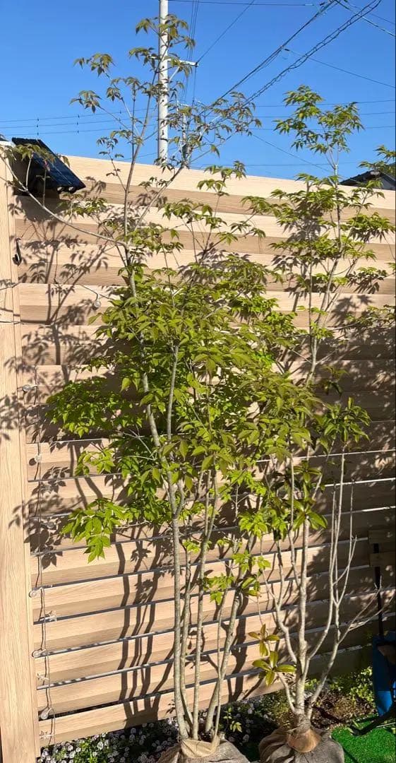 アオダモ　約：220cm　と　金木犀　約：140cm　まとめ売り