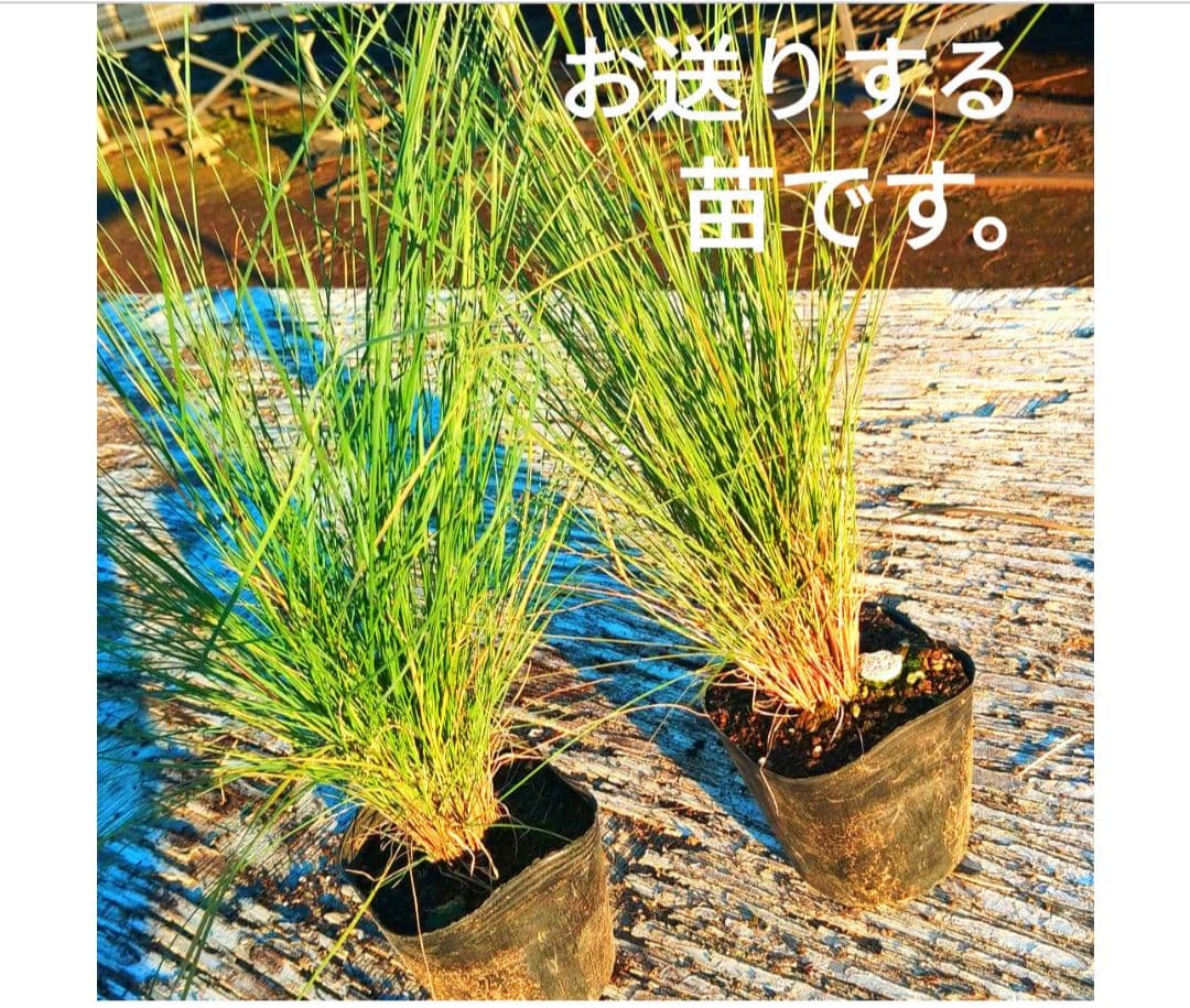 ミューレンベルギア　カピラリス　25苗セット　宿根草　　ガーデン　造園　花苗