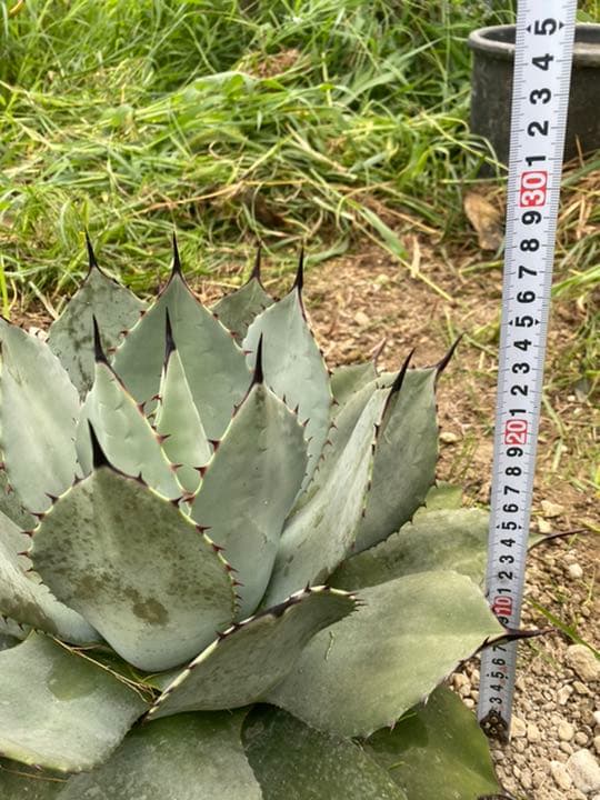 極耐寒アガベ　パリー　ホーチエンシス　大株　地植え元気株　Ⅱ