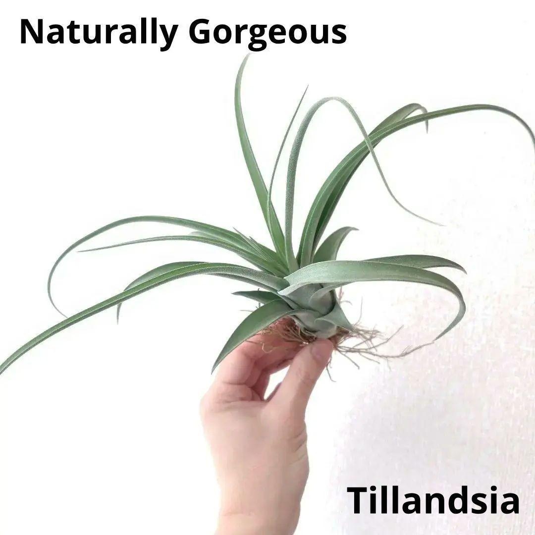 チランジア ナチュラリーゴージャス