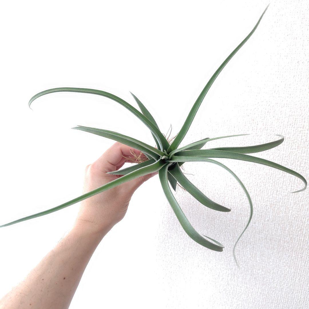 チランジア ナチュラリーゴージャス