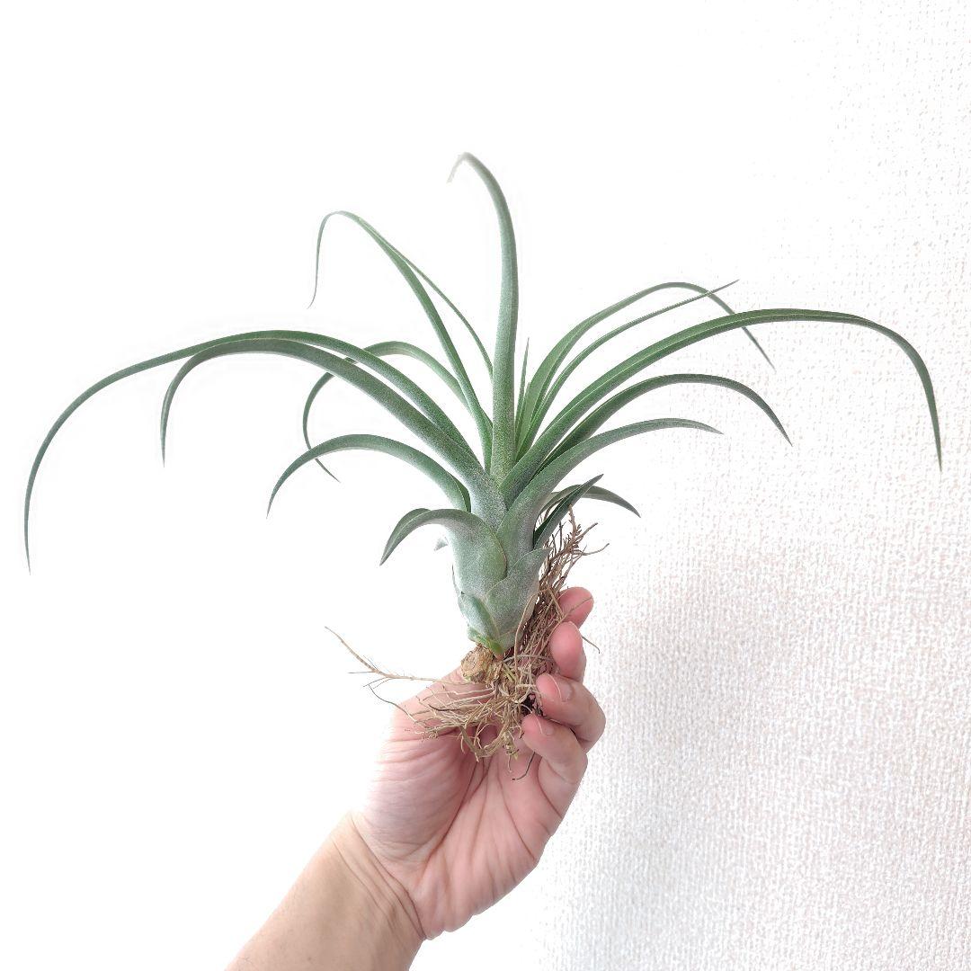 チランジア ナチュラリーゴージャス