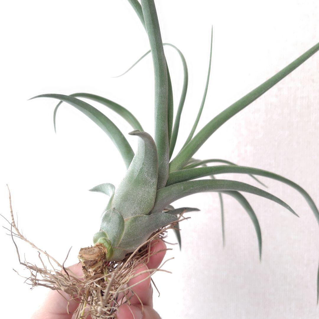 チランジア ナチュラリーゴージャス