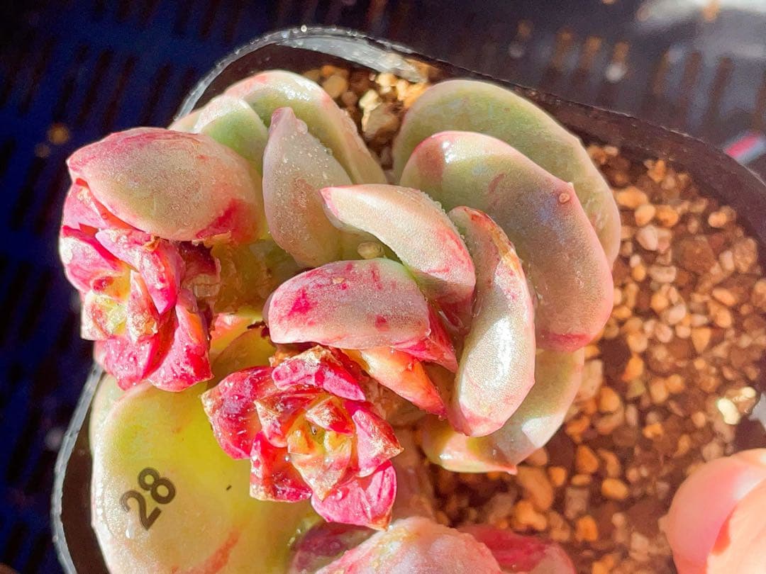 ラブリーローズ錦　赤斑入り　エケベリア 超美斑入り　多肉植物　三頭っ子