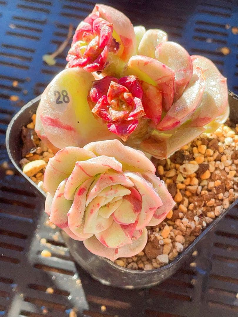 ラブリーローズ錦　赤斑入り　エケベリア 超美斑入り　多肉植物　三頭っ子