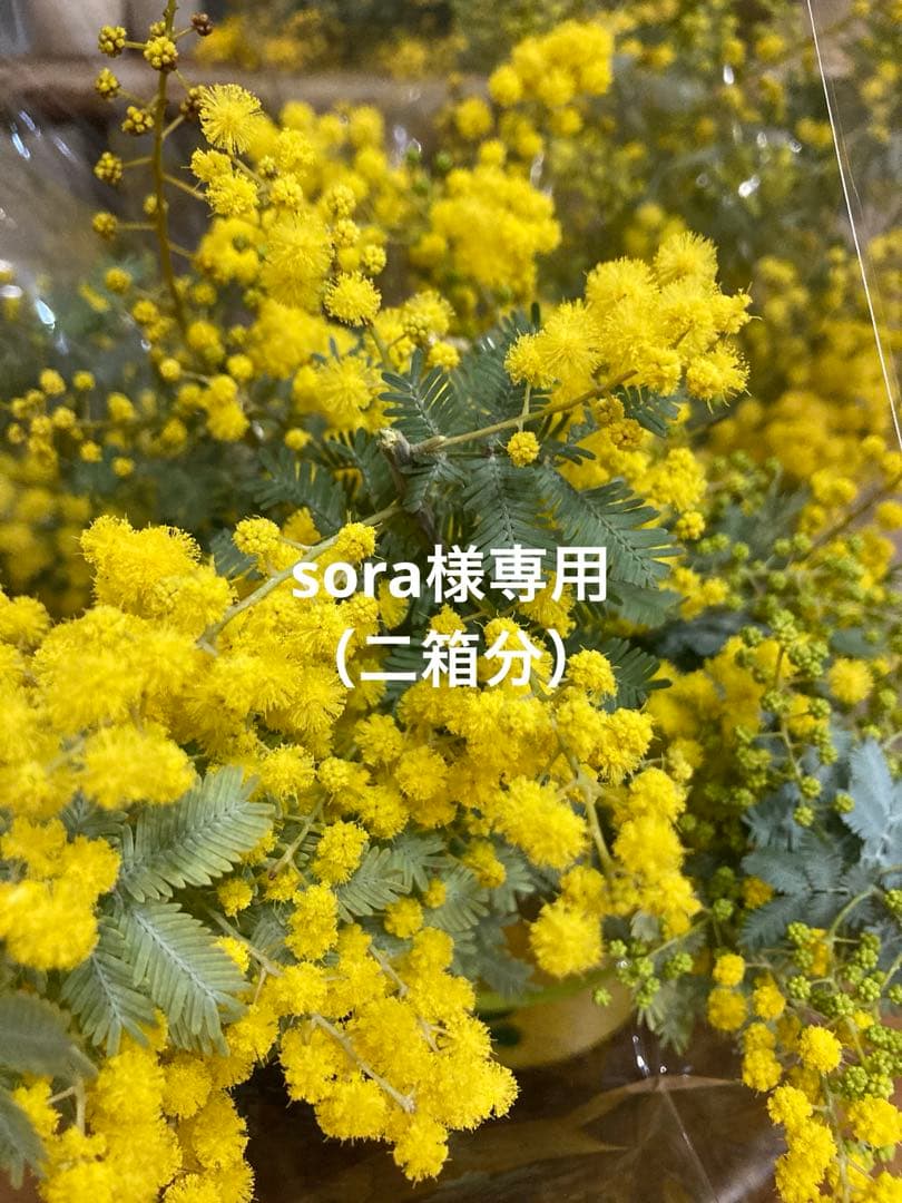 フレッシュミモザ　sora