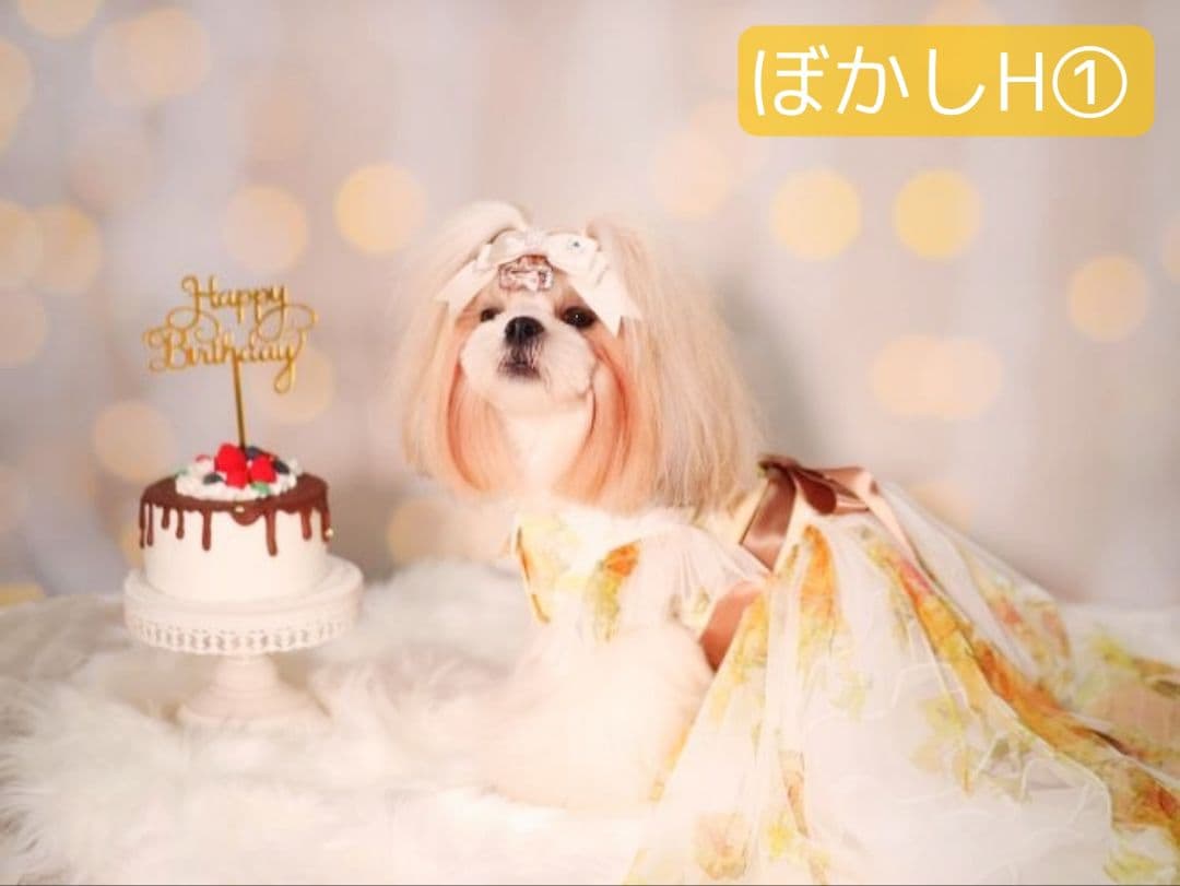 紅葉　背景布秋XD③　ペット撮影用　80×120cm　トリミングチョーカー販売中