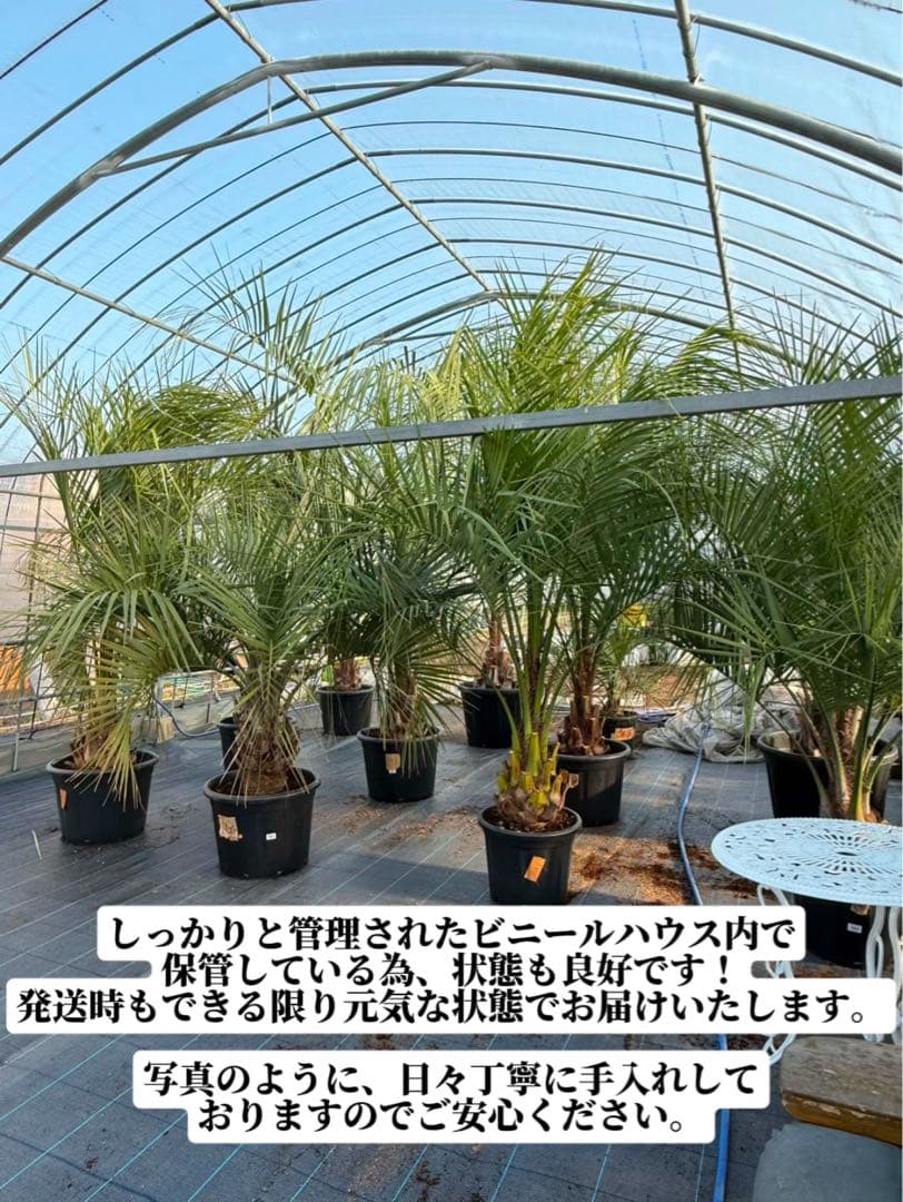 ココスヤシシルバーリーフ【極太】葉先 180cm幹回り100cm 幹高30cm