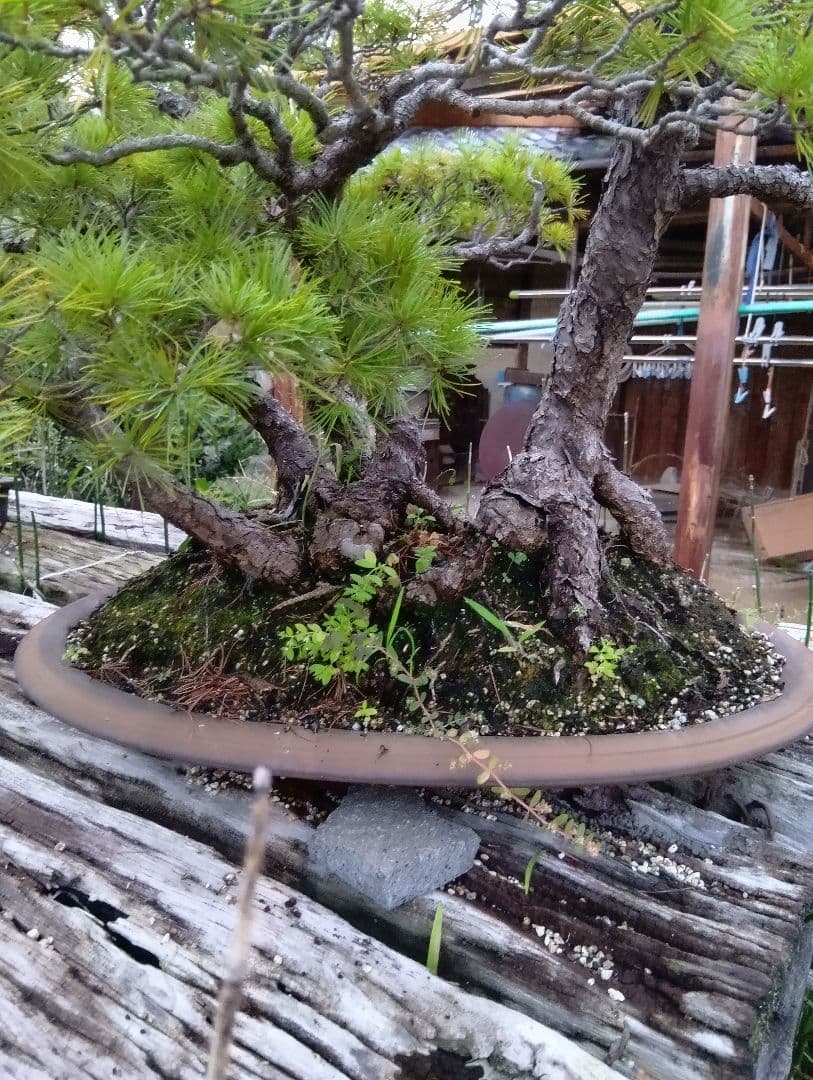五葉松（特大サイズ）