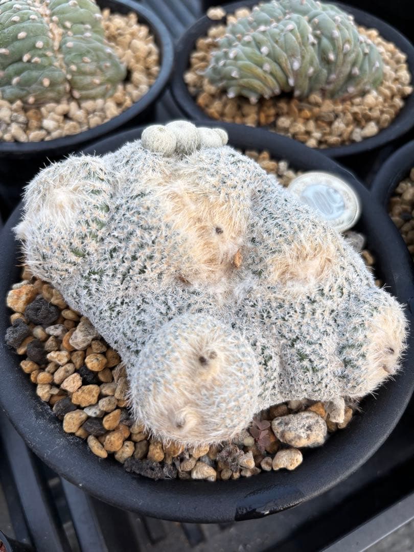 小人の帽子　モンスト