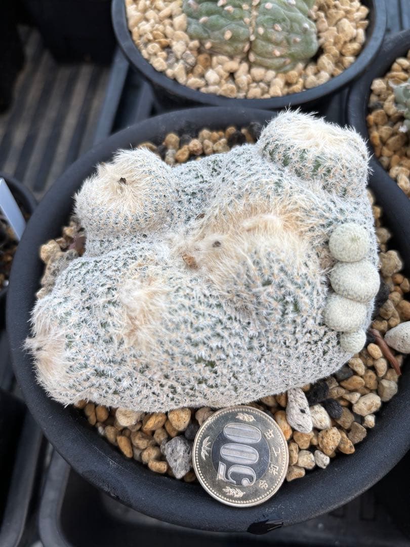 小人の帽子　モンスト