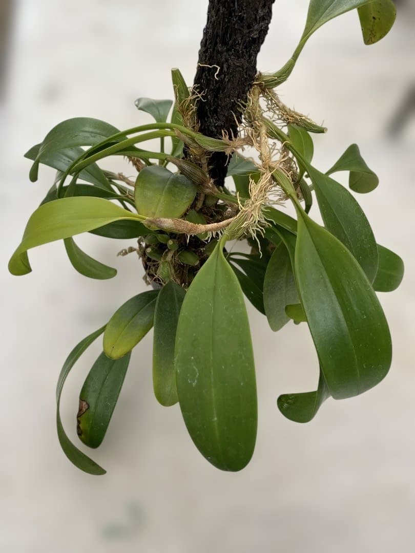 超大株　洋蘭原種　Bulbophyllum patens バルボ　パテンス