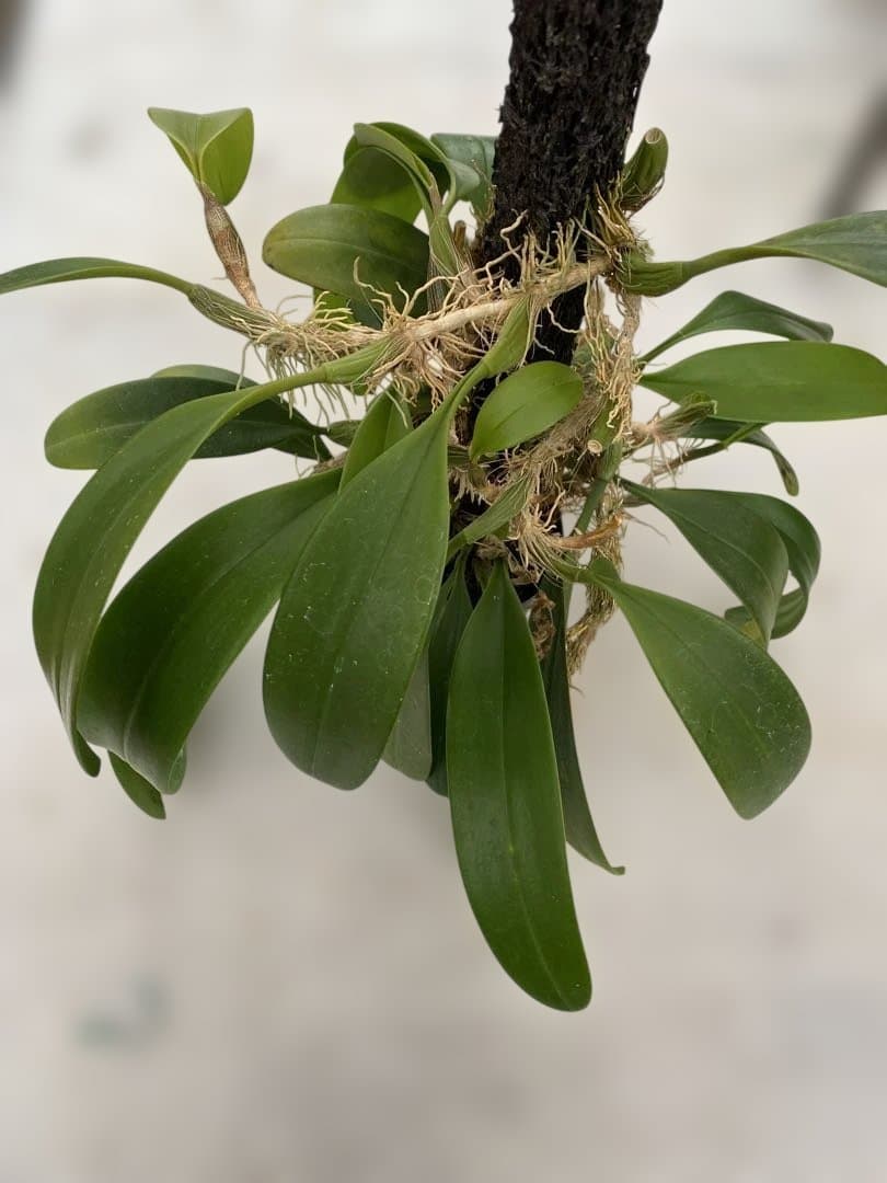 超大株　洋蘭原種　Bulbophyllum patens バルボ　パテンス
