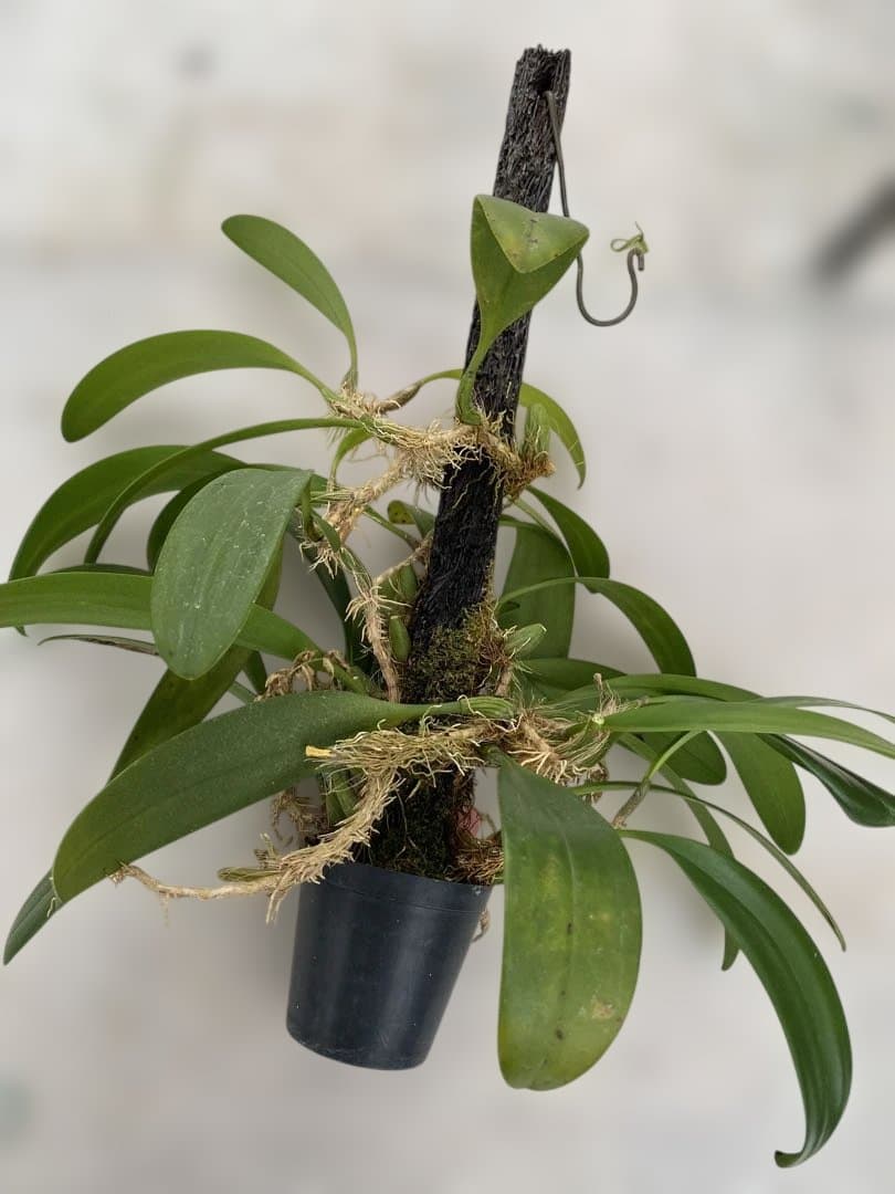 超大株　洋蘭原種　Bulbophyllum patens バルボ　パテンス