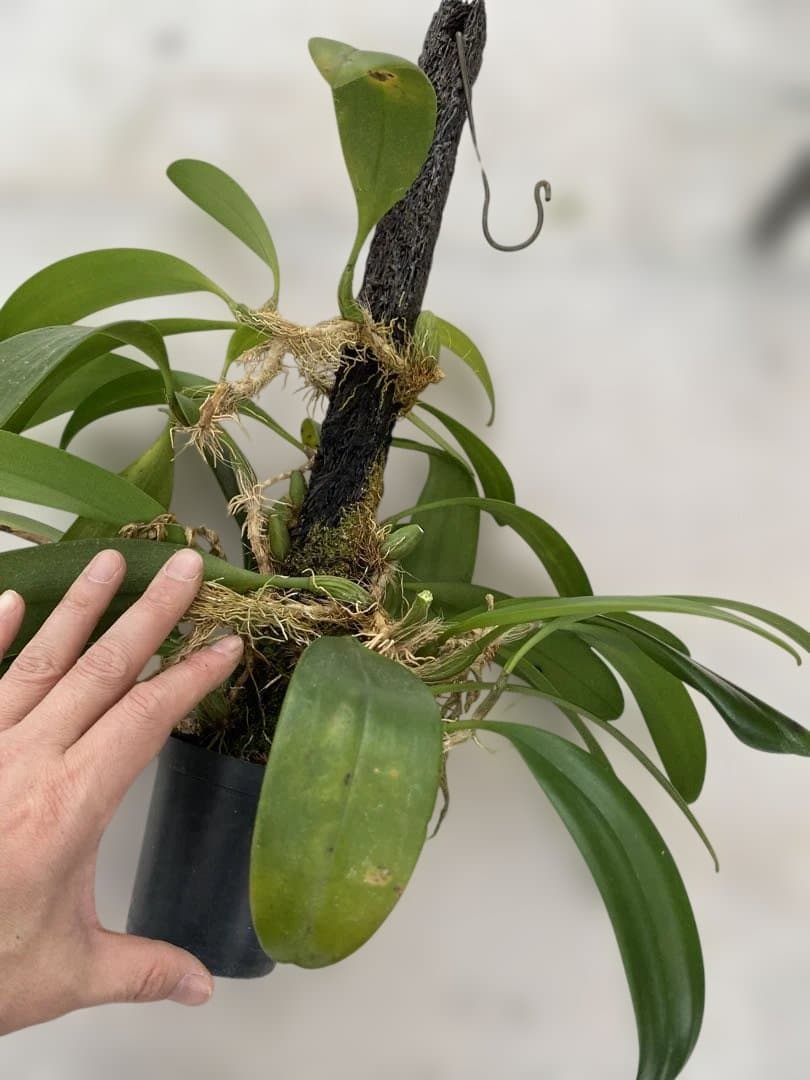 超大株　洋蘭原種　Bulbophyllum patens バルボ　パテンス