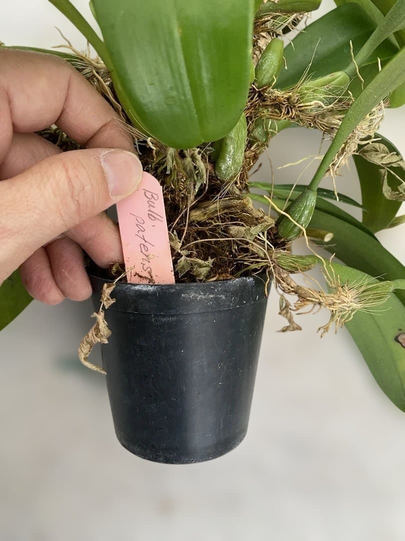超大株　洋蘭原種　Bulbophyllum patens バルボ　パテンス